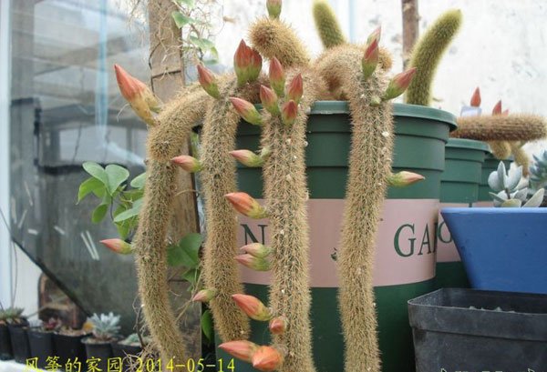 Cách nâng cao trụ cột khỉ “Điểm bảo trì thị trường”