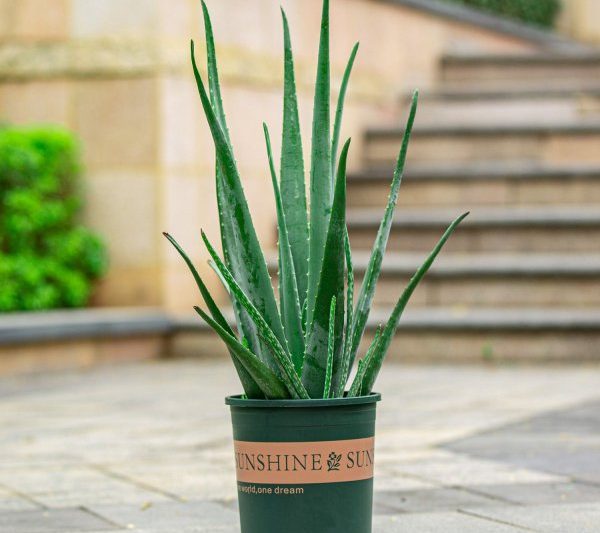 Làm thế nào để trồng cây lô hội trong chậu cây cách duy trì cây lô hội trong chậu cây
Mẹo bảo trì cho cây trồng lô hội