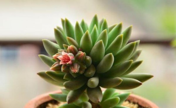 Cách tưới nước mọng nước đúng cách để nước mọng nước