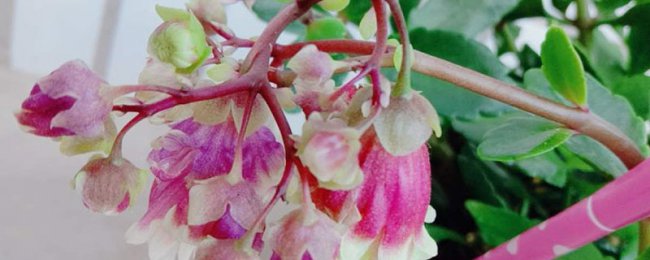 Những tác động kỳ diệu của đèn lồng cung điện và hoa tuổi thọ là gì? Phân tích đầy đủ về việc bảo trì đèn lồng cung điện và hoa tuổi thọ