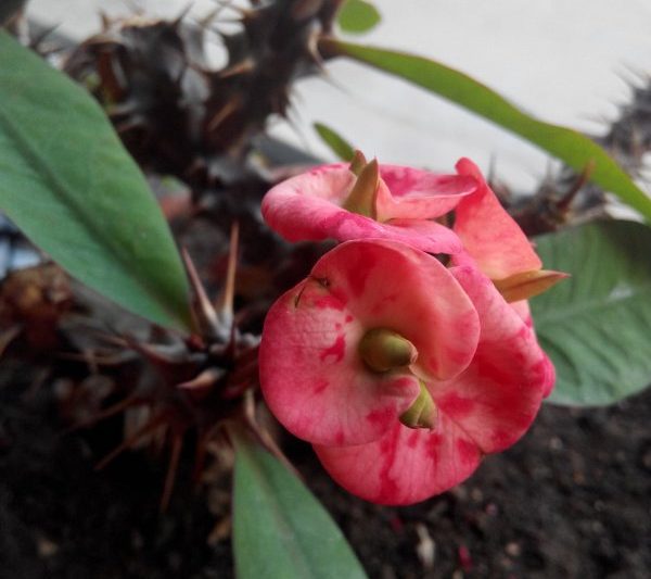 Con kỳ lân có nở không? Con kỳ lân có nở không?
Qilin sẽ nở?