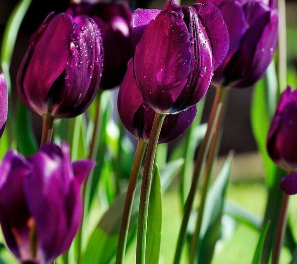 Ngôn ngữ hoa tulip màu tím và ý nghĩa ý nghĩa và ý nghĩa tượng trưng của hoa tulip màu tím