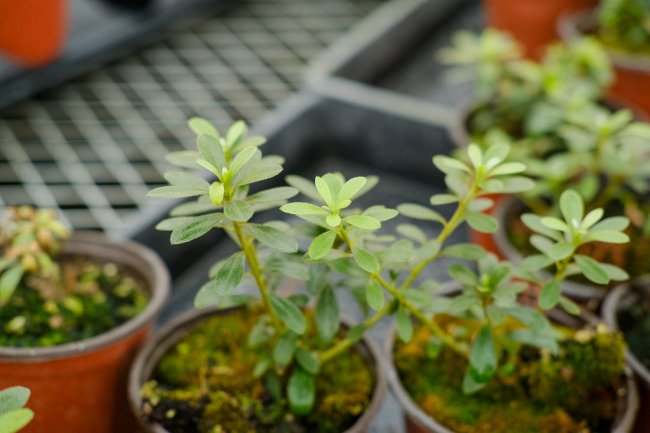 Big Dahlia Peony Flower Four Garden Plants Mẹo bảo trì (2)