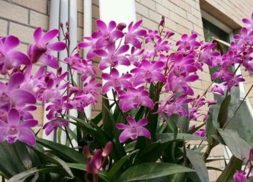 Khi nào thì gỗ đàn hương Dendrobium sẽ nở? Khi nào thì gỗ đàn hương Dendrobium sẽ nở?