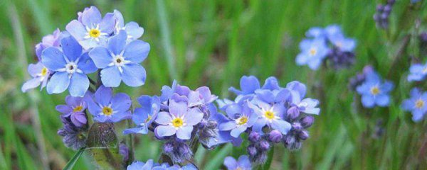 Ngôn ngữ hoa quên tôi là gì? Biểu tượng và ý nghĩa của quên tôi không