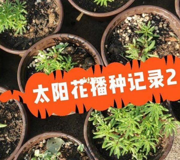 Phương pháp và thời gian để cấy hoa hướng dương