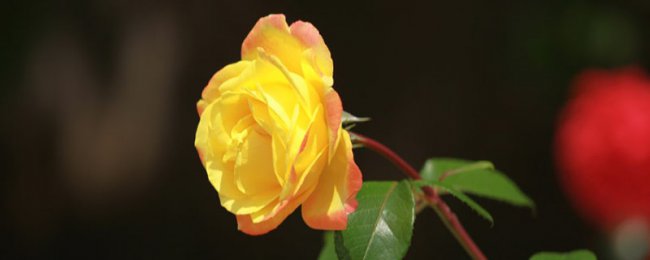 Hoa hồng trắng có nghĩa là gì? Phân tích ý nghĩa tượng trưng của hoa hồng trắng