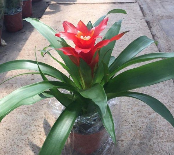 Khi nào thì một người may mắn sẽ nở?