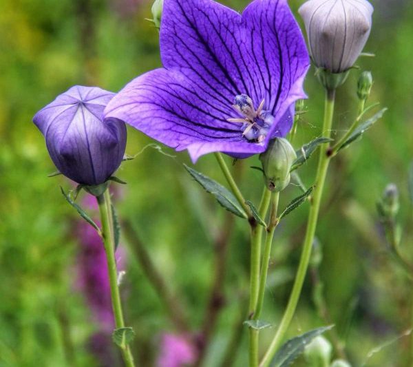 Khi nào Platycodon nở? Khi nào Platycodon nở?

Khi nào Platycodon nở?