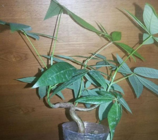 Bạn có cần tưới cây tiền sau khi tái sử dụng? Bạn có cần tưới cây tiền sau khi tái sử dụng?