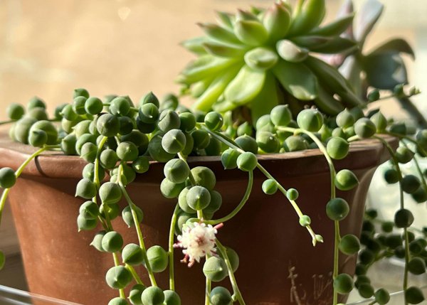 Làm thế nào để nâng cao mọng nước cho các hạt Phật giáo trở nên mạnh mẽ. Mẹo để duy trì các loài mọng nước cho các hạt Phật giáo (3)