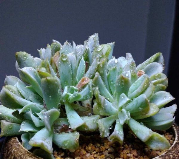 Phải làm gì nếu lá của Lotus Lotus héo? Làm thế nào để đối phó với những chiếc lá của Teyu Lotus héo