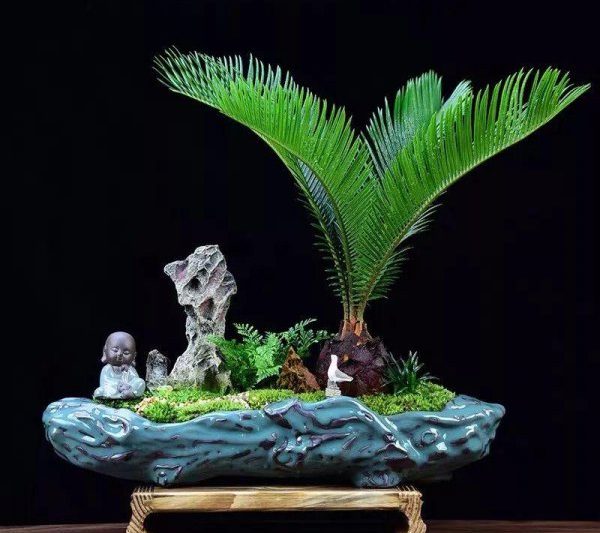 Những cái cây thịnh vượng và thịnh vượng trong nhà là gì? Cây bonsai được đề xuất phù hợp cho việc trồng nhà