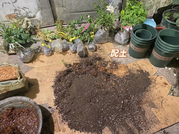 Làm thế nào để phù hợp với đất hoa hồng trong chậu? Chia sẻ công thức cho đất hoa hồng chậu