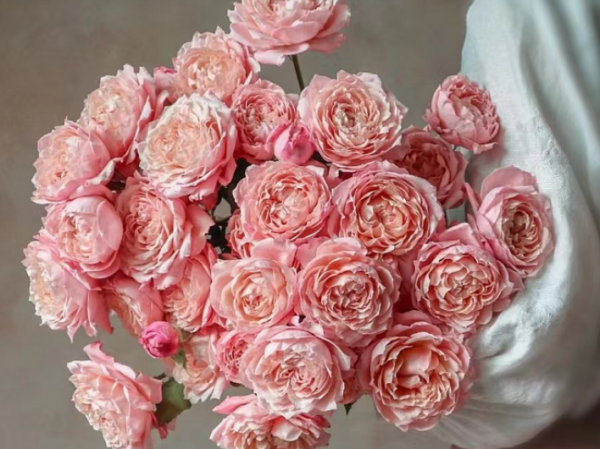 Hoa đại diện cho giới quý tộc. Những bông hoa đại diện cho giới quý tộc (2)