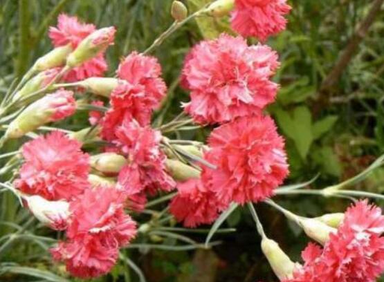 Chức năng của hoa cẩm chướng thanh lọc không khí và làm đẹp môi trường Năm điểm chính (2)