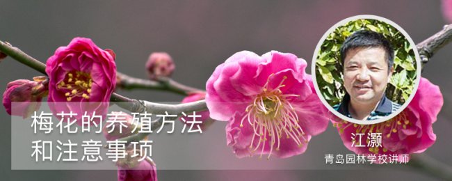 Plum Blossom Nhân giống Plum Blossom Kỹ năng bảo trì và thường xuyên