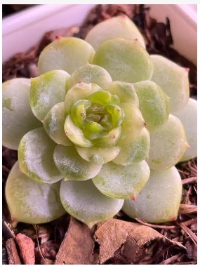 Hóa dầu mọng nước có nghĩa là gì? Nó vẫn sẽ phát triển? Hóa dầu mọng nước là gì? Nó sẽ tiếp tục phát triển?