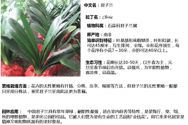 Clivia có dễ nâng cao không? Làm thế nào để nâng cao Clivia dễ dàng để duy trì?