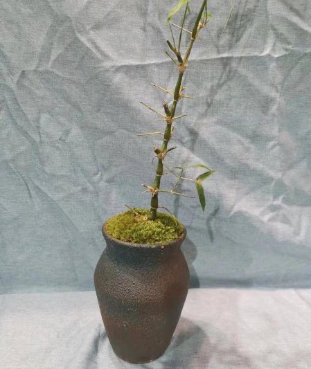 Làm thế nào để nâng tre arhat? Giải thích về phương pháp nhân giống của cây tre arhat