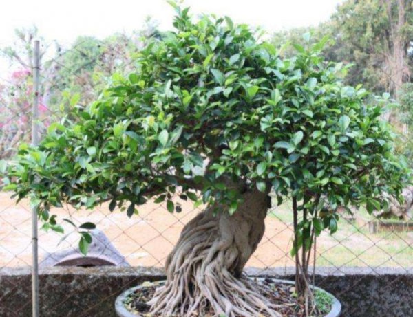 Làm thế nào để nuôi dưỡng cây chậu cây banyan? Phương pháp chính xác để bảo trì cây banyan (2)