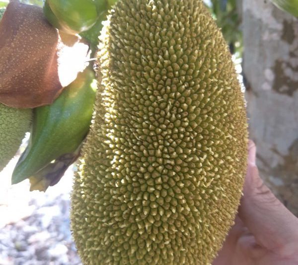 Con mít có thể được trồng ở miền Nam không? Jackfruit có phù hợp cho sự phát triển ở miền Nam không?