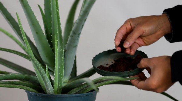 Làm thế nào để tưới Aloe Vera vào mùa đông? Làm thế nào để tưới Aloe Vera vào mùa đông?