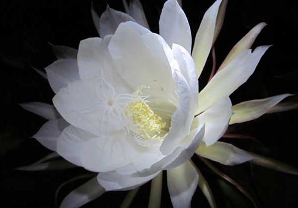 Khi nào sẽ mở ra biểu mô? Thảo luận về biểu mô được mở