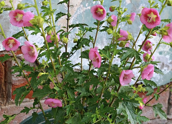 Làm thế nào để nuôi hoa dâm bụt? Những gì cần lưu ý về hoa Hibiscus sinh sản và biện pháp phòng ngừa