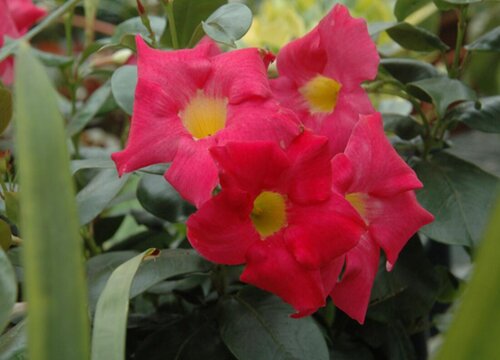 Hoa Cicada đỏ cắt tỉa sau khi chúng nở hoa. Làm thế nào để cắt tỉa sau khi chúng nở hoa