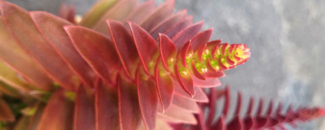 Làm thế nào để tăng cường hy sinh lửa vào mùa hè? Hướng dẫn đầy đủ để duy trì sự hy sinh lửa vào mùa hè