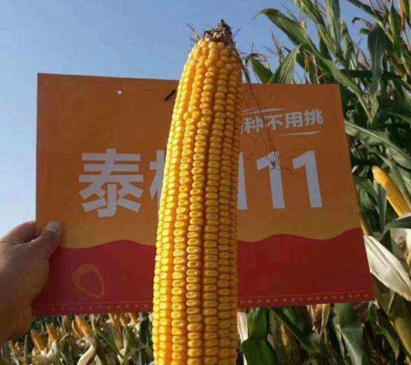 Giới thiệu về Woyu 111 Hạt ngô Giải thích chi tiết về hạt ngô Woyu 111