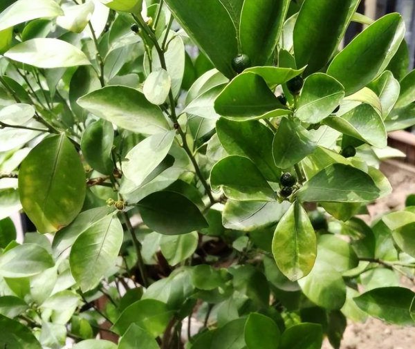 Làm thế nào để nuôi những chậu hoa quýt? Cách nuôi quýt len trong nhà