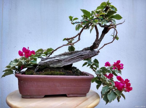 Làm thế nào để cắt tỉa chậu BougainVillea, Mẹo cắt tỉa BougainVillea, phương pháp để cắt tỉa chậu BougainVillea