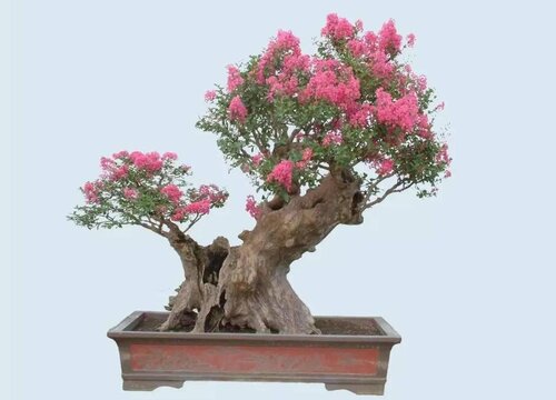 Phong thủy trồng cây cua myrtle tại nhà là phong thủy trồng cây cua myrtle ở nhà tốt