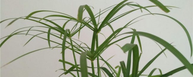 Có khó để duy trì tre nước vào mùa đông không? Phân tích đầy đủ các kỹ năng mùa đông tre nước