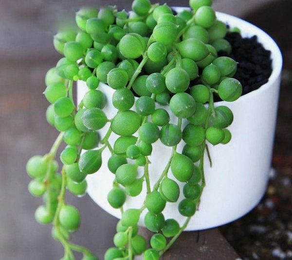 Làm thế nào để nâng cao mọng nước cho các hạt Phật giáo trở nên mạnh mẽ. Mẹo để duy trì mọng nước cho hạt Phật giáo (2)