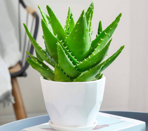Đâu là nơi tốt nhất cho Aloe Vera? Đâu là nơi tốt nhất cho Aloe Vera?