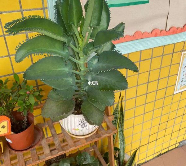 Làm thế nào để nuôi dưỡng hình dạng cọc cũ sau khi hạ cánh và lấy rễ. Trồng cây già bắt đầu với rễ