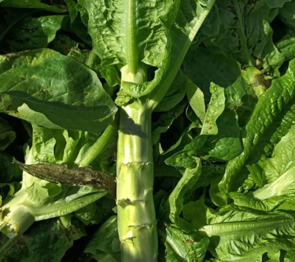 Mùa nào phù hợp để trồng rau diếp? Trong mùa nào phù hợp để trồng rau diếp?