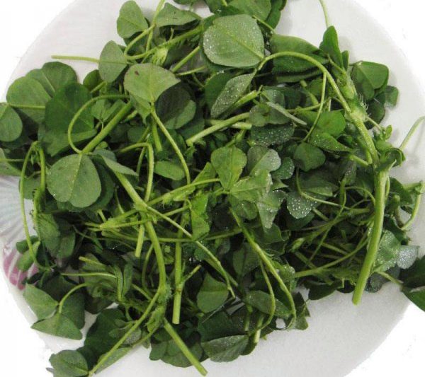 Đầu cỏ là loại rau nào? Loại cây nào là đầu cỏ