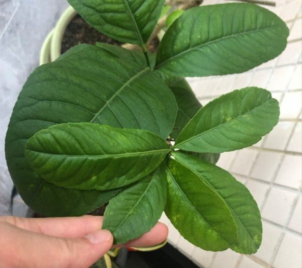 Nguyên nhân và phương pháp điều trị cho các lá chanh uốn những lý do và phương pháp điều trị cho lá chanh