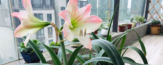 Có khó để duy trì màu đỏ đỏ không? Thành thạo các kỹ năng và trồng hoa đẹp một cách dễ dàng