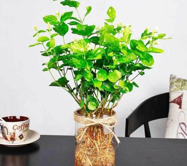 Jasmine có thích nước không? Jasmine có thích nước không?