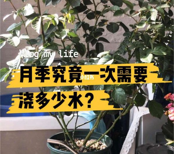 Những điều cần lưu ý về các biện pháp phòng ngừa của cây hoa hồng về cây chậu hoa hồng
Các điểm cần lưu ý về cây chậu hoa hồng