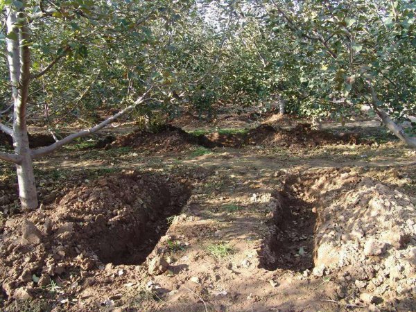 Apple Tree Autumn Base Phân bón Công thức phân bón mùa thu apple Fertilizer Công thức