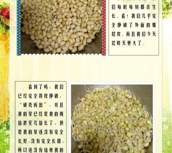 Quá trình nảy mầm của đậu tương quá trình nảy mầm của đậu tương
Quá trình nảy mầm đậu tương