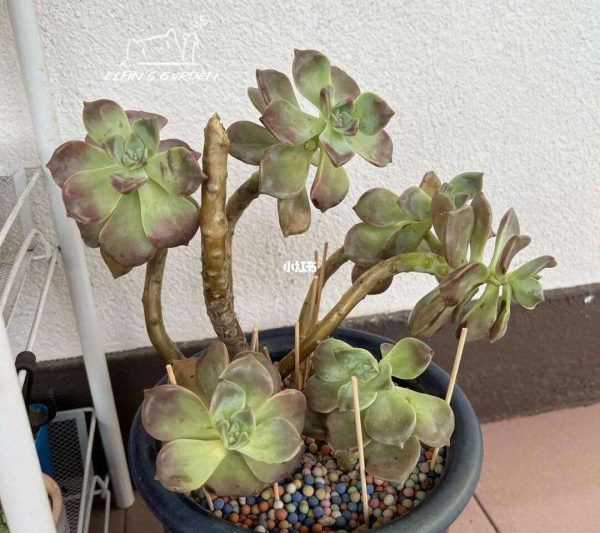 Tôi nên làm gì nếu Zile mọng nước phát triển? Tôi nên làm gì nếu zile mọng nước phát triển quá lâu?