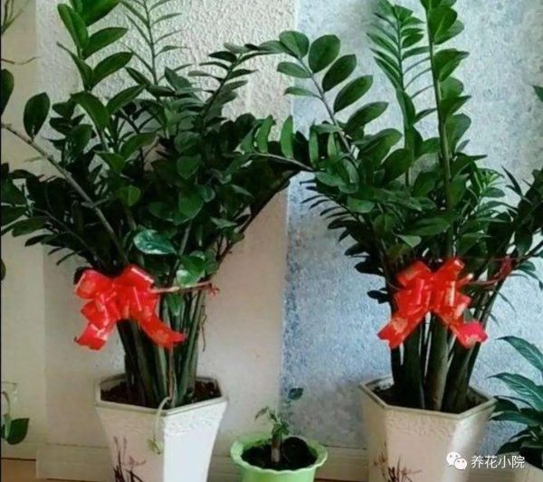 Ý nghĩa của hoa phù hợp để trồng ở nhà là gì? Cây xanh phù hợp để phát triển trong phòng khách