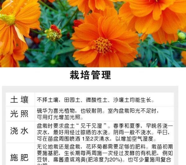 Cách trồng hạt hoa cúc và các biện pháp phòng ngừa làm thế nào để trồng hạt hoa cúc và các biện pháp phòng ngừa